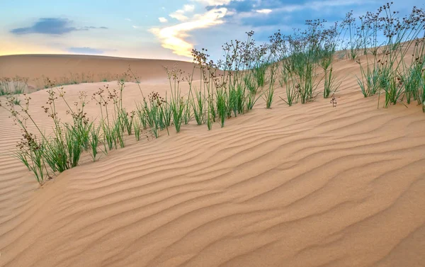 Solnedgången Kullen Sand Med Vitaliteten Gräs Buskarna Sträcker För Att — Stockfoto