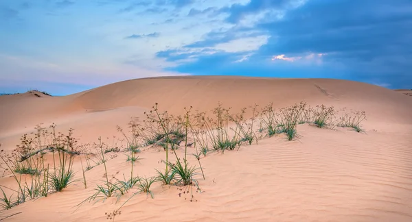 Solnedgången Kullen Sand Med Vitaliteten Gräs Buskarna Sträcker För Att — Stockfoto