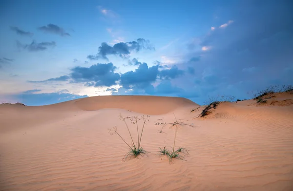 Solnedgången Kullen Sand Med Vitaliteten Gräs Buskarna Sträcker För Att — Stockfoto