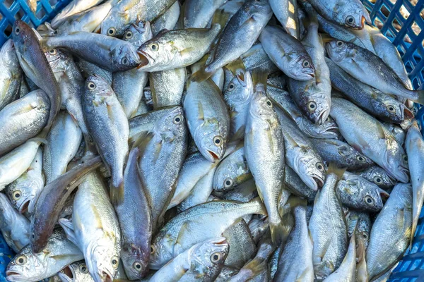 Croaker Blanc Frais Après Avoir Pêché Poisson Sur Marché Cette — Photo