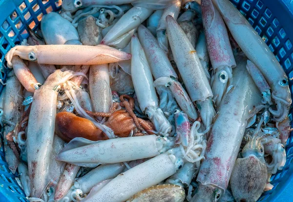 Mątwy Świeże Zostały Złowione Targu Rybnym Ten Gatunek Ryby Żyją — Zdjęcie stockowe
