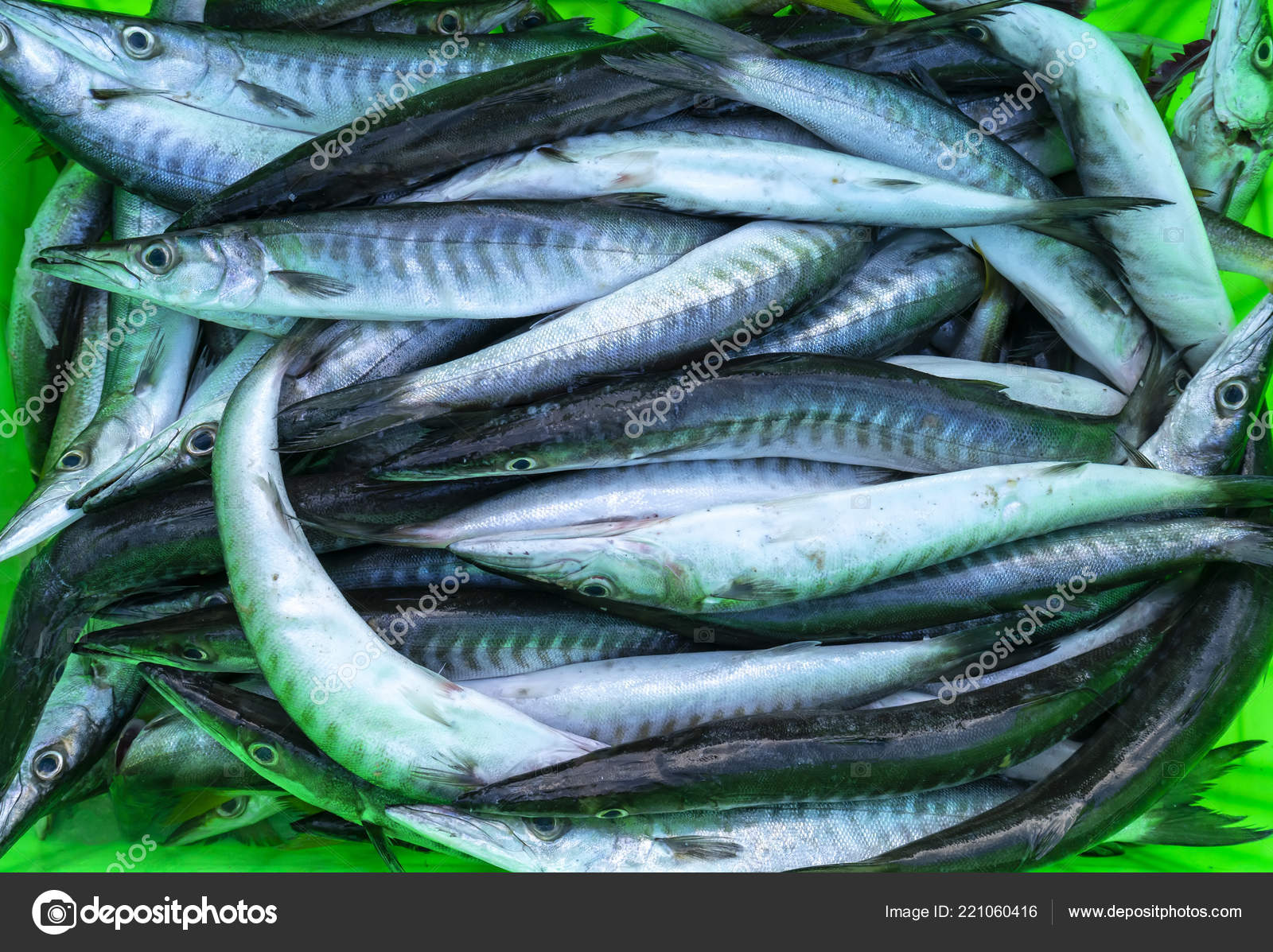 Pesci Del Barracuda Fresco Nei Mercati Pesce Questa Specie Vive