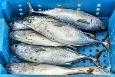 Ton balığı/orkinos balık balıkçılık sonra balık piyasalarda işlem gören. Bu balık türleri canlı'nin Orta ve Güney Vietnam doğusunda