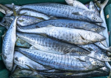 Taze İspanyolca Uskumru balığı balık pazarında yakaladı. Bu balık türleri canlı'nin Orta ve Güney Vietnam doğusunda