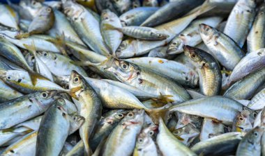 Sarı kuyruk scad, Decapterus maruadsi balık taze balık pazarlarında ticaret sonra yakaladı. Bu balık türleri canlı'nin Orta ve Güney Vietnam doğusunda