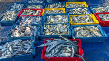 Sarı kuyruk scad, Decapterus maruadsi balık taze balık pazarlarında ticaret sonra yakaladı. Bu balık türleri canlı'nin Orta ve Güney Vietnam doğusunda