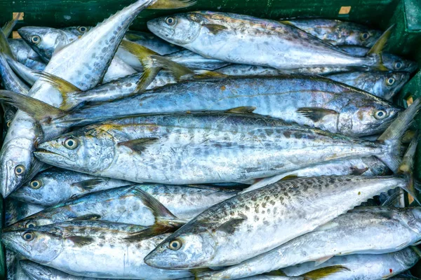 Fresh Spanish mackerel fish caught in the fish market. This fish species live in the waters of the central and south east of Vietnam