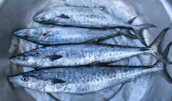 Pesce Fresco Spagnolo Allo Sgombro Pescato Nel Mercato Del Pesce — Foto Stock