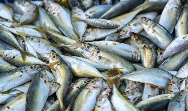 Scad Żółty Ogon Decapterus Maruadsi Ryb Złowionych Świeże Handlu Rynkach — Zdjęcie stockowe