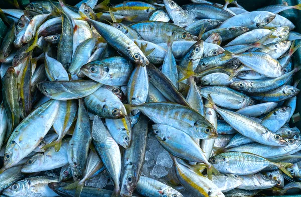 Coda Gialla Scad Decapterus Maruadsi Pesce Catturato Fresco Dopo Commercio — Foto Stock