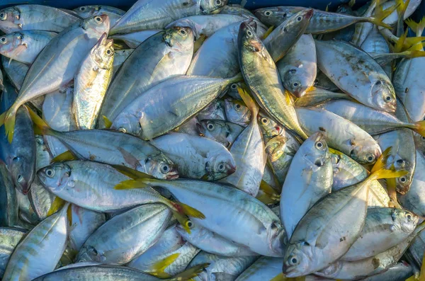 Scad Żółty Ogon Decapterus Maruadsi Ryb Złowionych Świeże Handlu Rynkach — Zdjęcie stockowe