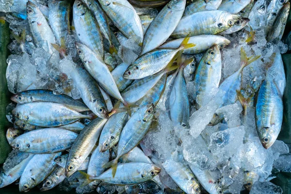 Amarelo Cauda Scad Decapterus Maruadsi Peixe Capturado Fresco Após Comércio — Fotografia de Stock