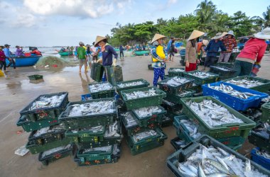 Phan Thiet, Vietnam - 30 Eylül 2018: Sepet balık satış içinde balık pazarı oturum denizler sahne kişi toplandı yorucu kürek balıkçılar balık kıyıya balıkçı köyü Phan Thiet, Vietnam getirdi