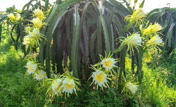 Dragon Fruit Flower Organic Farm Flower Blooms Days Pollination Pass — Stock Photo, Image