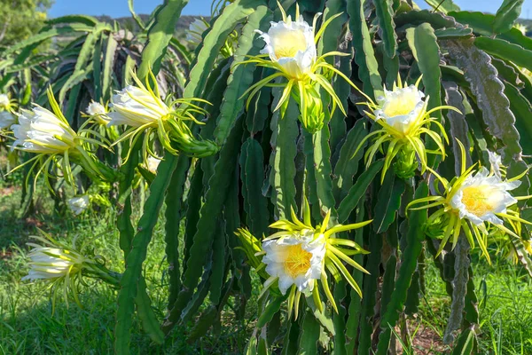 Dragon Fruit Flower Organic Farm Flower Blooms Days Pollination Pass — Stock Photo, Image