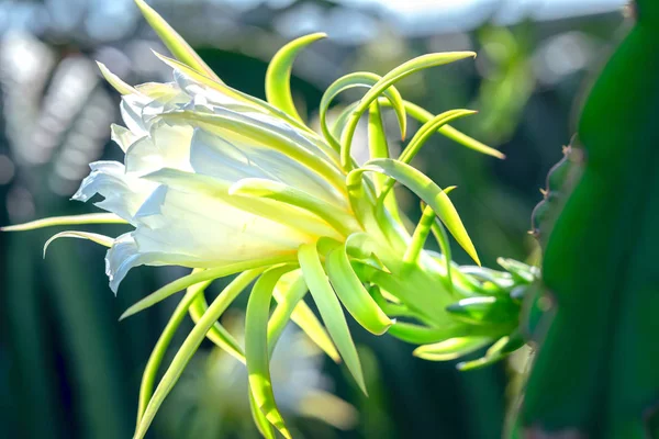 Dragon Fruit Virág Organikus Farm Virág Virágzik Napig Beporzás Bal — Stock Fotó