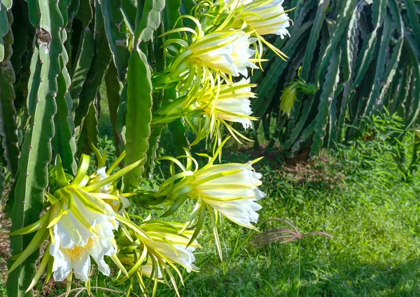 有机农场里的龙果花 这种花在4天之内开花 如果授粉过程中将会传授粉 这是在适宜的高温条件下生长的一种热爱太阳的植物 — 图库照片