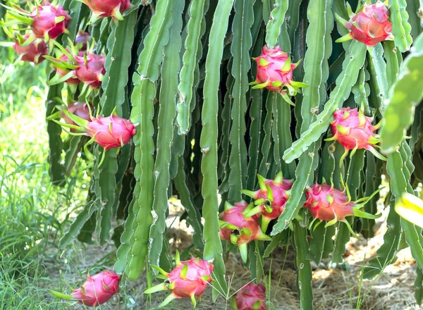 Dragon Fruit Tree Ripe Red Fruit Tree Harvest Cool Fruit — Stock Photo, Image