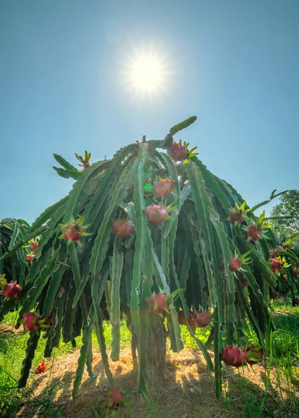 Dragon fruit tree with ripe red fruit on the tree for harvest. This is a cool fruit with many minerals that are beneficial for human health