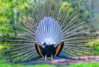 Yaban hayatı kutsal peacock. Kuyruk dans kadın çekmek için formu nanotüpler yayılır uzun parlak yeşil tüyler, her biri tüyler yeşil, kırmızı, bronz ve brown, erkekler var.
