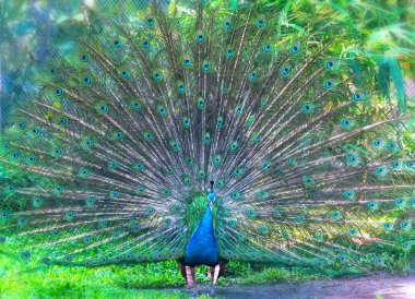 Yaban hayatı kutsal peacock. Kuyruk dans kadın çekmek için formu nanotüpler yayılır uzun parlak yeşil tüyler, her biri tüyler yeşil, kırmızı, bronz ve brown, erkekler var.