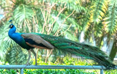 Yaban hayatı kutsal peacock. Kuyruk dans kadın çekmek için formu nanotüpler yayılır uzun parlak yeşil tüyler, her biri tüyler yeşil, kırmızı, bronz ve brown, erkekler var.