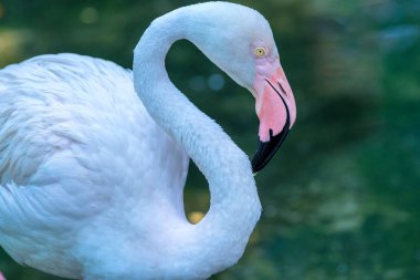 Rahatlatıcı bir yaban hayatı kutsal flamingolar, yakın çekim. Flamingolar enerji ve kan dolaşımı daha iyi tutmak için tek ayak üstünde duran özel bir özelliği var