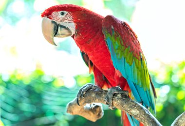 Portrait colorful Macaw parrot on a branch. This is a bird that is domesticated and raised in the home as a friend clipart