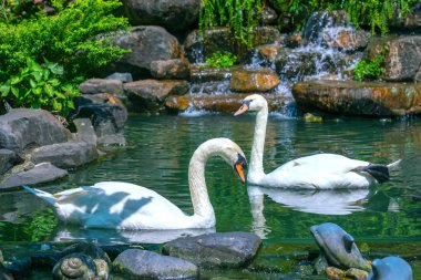 Beyaz Kuğu'nun yaban hayatı kutsal. Beyaz Kuğu'nun familyasına ait bir kuş türü ördek 125-170 cm uzunluğunda, ana kuş tüyü ile siyah sınır turuncu lekeler ile saf beyazdır