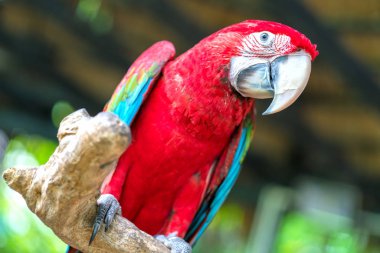 Bir dalın üzerinde renkli bir papağan portresi. Bu, evcilleştirilmiş ve bir dost olarak yetiştirilmiş bir kuş.
