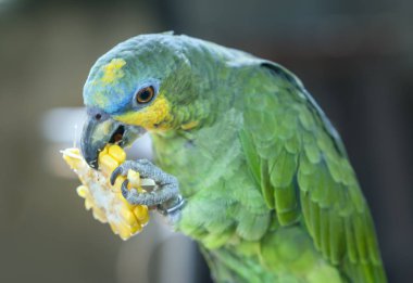 Sarı çit ayakta amazon papağanı taç. Bu evcil ve bir arkadaş olarak evinde büyüdü bir kuştur