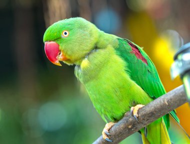 Rezerv yeşil eclectus papağanı veya İskenderiye muhabbet kuşu portresi. Bu evcil ve bir arkadaş olarak evinde büyüdü bir kuştur