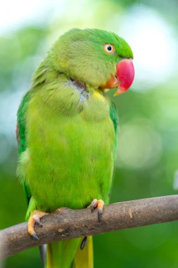 Rezerv yeşil eclectus papağanı veya İskenderiye muhabbet kuşu portresi. Bu evcil ve bir arkadaş olarak evinde büyüdü bir kuştur