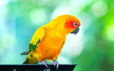 Renkli papağan çitin üzerinde dinleniyor. Bu aşk kuşu ormanda yaşıyor ve evcil hayvanlara evcilleştiriliyor.