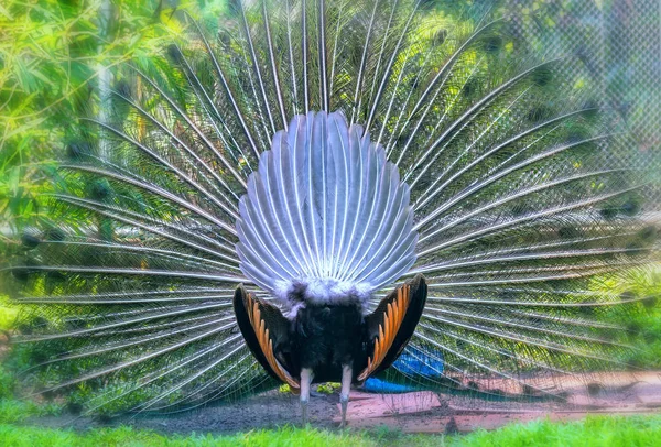 Peacock Wildlife Sanctuary Males Have Long Shiny Green Feathers Each — Stock Photo, Image