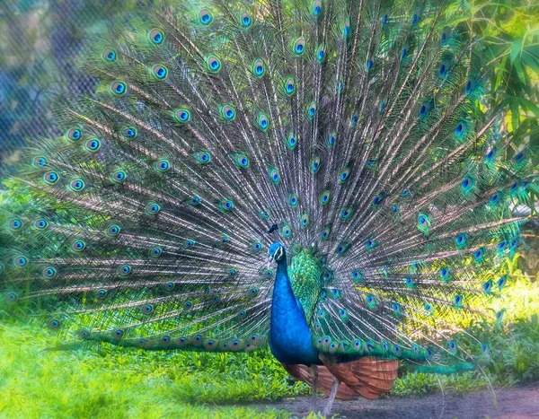 Peacock in the wildlife sanctuary. The males have long shiny green feathers, each with feathers in green, red, bronze, and brown, when tail dance spreads out to form nanotubes to attract females.
