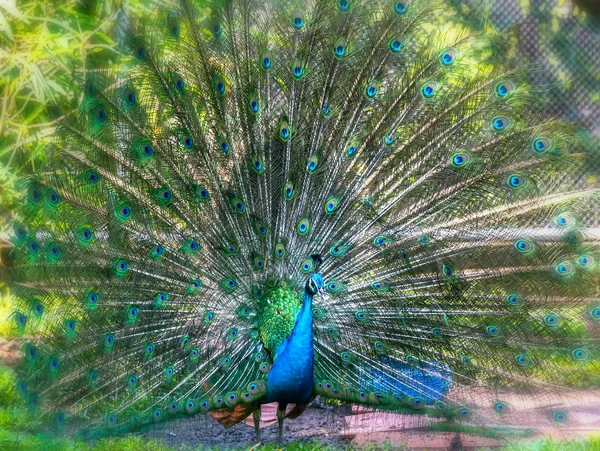 Yaban Hayatı Kutsal Peacock Kuyruk Dans Kadın Çekmek Için Formu — Stok fotoğraf