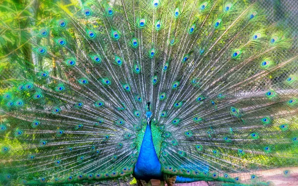 Pavão Santuário Vida Selvagem Machos Têm Longas Penas Verdes Brilhantes — Fotografia de Stock