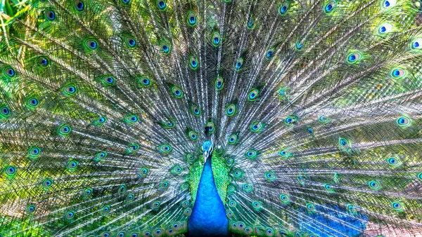 Peacock in the wildlife sanctuary. The males have long shiny green feathers, each with feathers in green, red, bronze, and brown, when tail dance spreads out to form nanotubes to attract females.