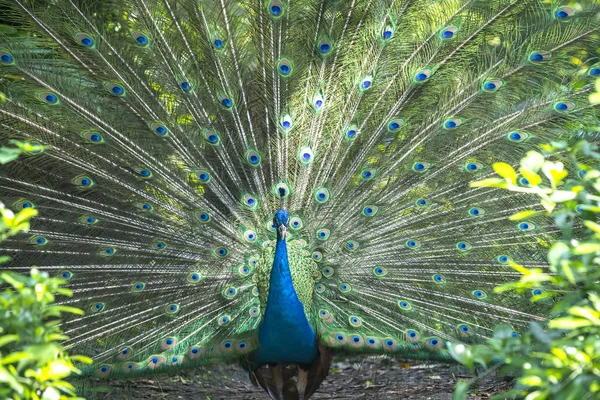 Peacock Wildlife Sanctuary Males Have Long Shiny Green Feathers Each — Stock Photo, Image