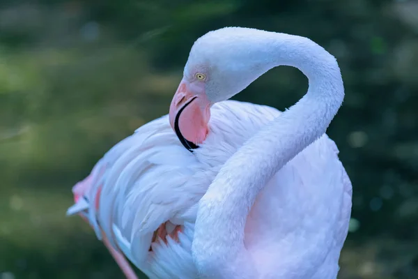 Close up of flamingos relaxing in a wildlife sanctuary. Flamingos have a special characteristic of standing on one leg to keep energy and circulation better