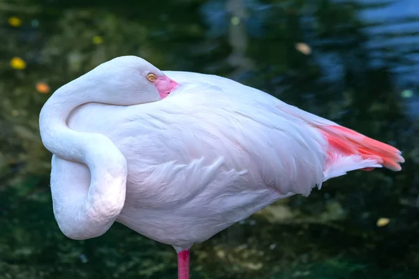 Närbild Flamingos Avkopplande Ett Viltreservat Flamingos Har Ett Specialt Kännetecken — Stockfoto