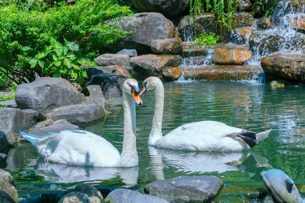 Bílá Labuť Wildlife Sanctuary White Swan Druh Ptáka Čeledi Kachna — Stock fotografie