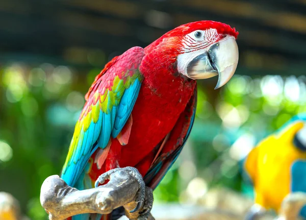 Portrait Colorful Macaw Parrot Branch Bird Domesticated Raised Home Friend — Stock Photo, Image