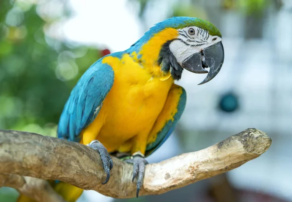 Portré Színes Macaw Papagáj Egy Ágon Egy Madár Amit Háziasítottak — Stock Fotó