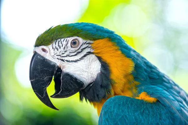 Portré Színes Macaw Papagáj Egy Ágon Egy Madár Amit Háziasítottak — Stock Fotó