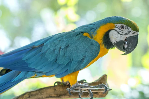 Portrait Colorful Macaw Parrot Branch Bird Domesticated Raised Home Friend — Stock Photo, Image