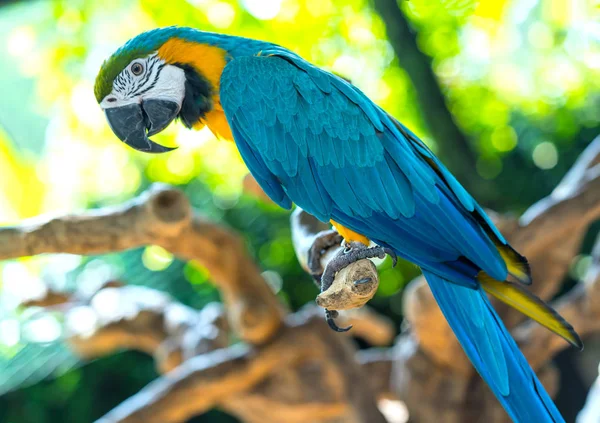 Portré Színes Macaw Papagáj Egy Ágon Egy Madár Amit Háziasítottak — Stock Fotó