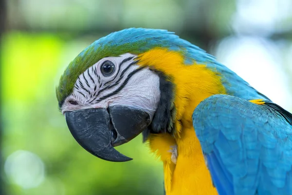 Retrato Colorido Loro Guacamayo Una Rama Pájaro Domesticado Criado Casa —  Fotos de Stock