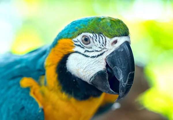 Porträtt Färgglada Macaw Papegoja Gren Detta Fågel Som Domesticerad Och — Stockfoto